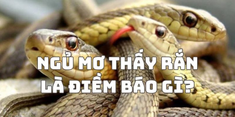 Mơ thấy rắn là gặp điềm báo gì?